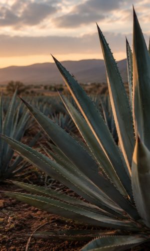 agaves selectos